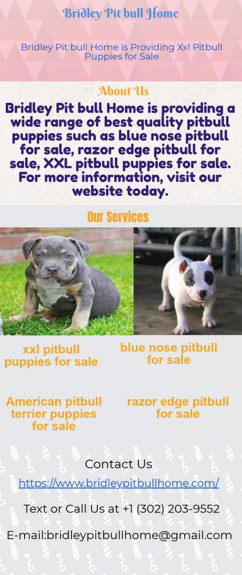 affordable american pitbull terrier puppies for sale at lowest