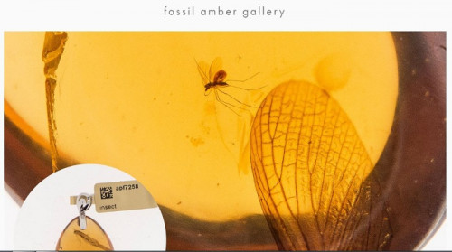 Get an exclusive and unique collection of fossil amber. All the pieces are variant and are more than 100 million years old. Those are very special pieces. Also you can loan them for museum Exhibitions.
Visit Website:-http://www.honn.se/fossil-amber