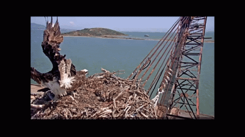 San Francisco Bay - Golden Gate Ospreys
