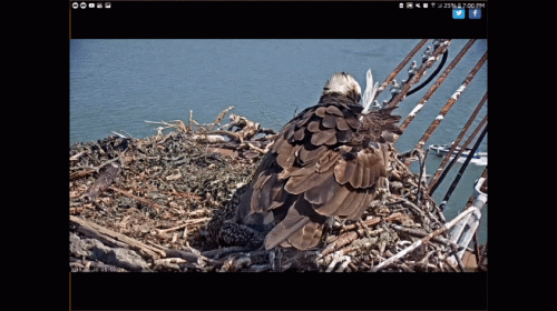 San Francisco Bay - Golden Gate Ospreys