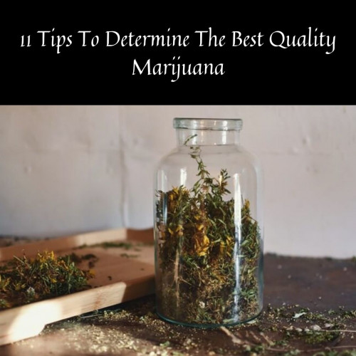Smoking bad quality weed can actually do you harm, here is the list of factors you should keep in mind to make sure you're smoking good quality weed.
#cannabis #marijuana #cannabiscommunity #weed #qualityofweed