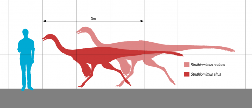 1920px-Struthiomimus_Scale.svg.png