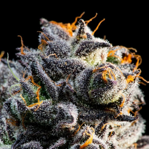 As Sweet and colorful as your glass of juice at breakfast, this strain is sure to wake up your brain cells and give you an added boost of creativity to your day.https://weed-seeds.ca/