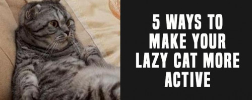 If you think your kitty is just too lazy, then make it work. How to do the same? Here is a list of activities you can try.

Know more : https://tinyurl.com/y5e84ejp