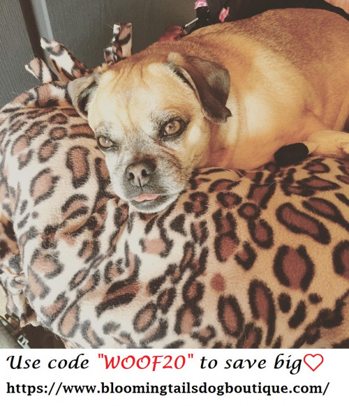 Use code Woof20 Save Huge