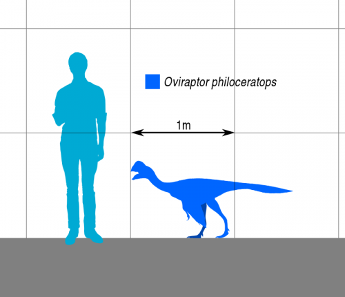 800px-Oviraptor_Scale.svg.png
