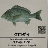 Acanthopagrus-schlegelli