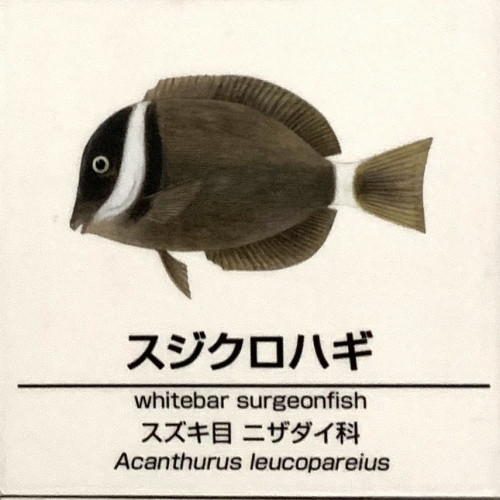 Acanthurus-leucoparelius.jpg