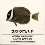 Acanthurus-leucoparelius