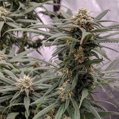 CBD White Widow is a therapeutic 1:1 THC/CBD strain containing premium White Widow genetics combined with CBD—here’s to infusing your life with health and wellness!https://weed-seeds.ca/product/afghan-fem/