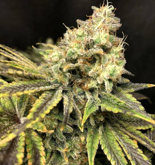 For those who suffer from mood disorders. This strain is great for depression, stress and anxiety as it is a mood booster and relaxant.https://weed-seeds.ca/product/afghan-kush-x-super-skunk-fem/