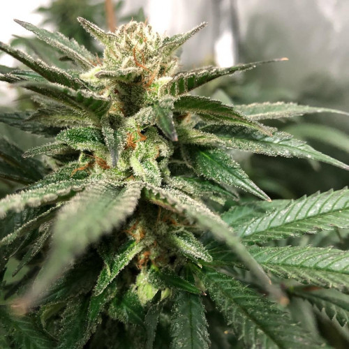 CBD White Widow is a therapeutic 1:1 THC/CBD strain containing premium White Widow genetics combined with CBD—here’s to infusing your life with health and wellness!https://weed-seeds.ca/product/afghan-fem/