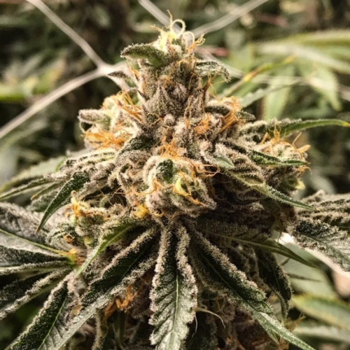 Buy Alaskan Purple Strain Seeds Now! Looking for Alaska Purple strain review? I49 Seed Bank offers Feminized purple Alaska seeds in Canada. 1-888-544-4949https://weed-seeds.ca/product/alaskan-purple-fem/