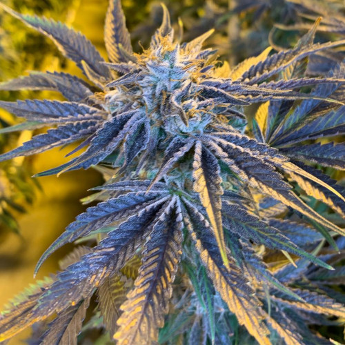 Buy Alaskan Purple Strain Seeds Now! Looking for Alaska Purple strain review? I49 Seed Bank offers Feminized purple Alaska seeds in Canada. 1-888-544-4949 . https://weed-seeds.ca/product/alaskan-purple-fem/