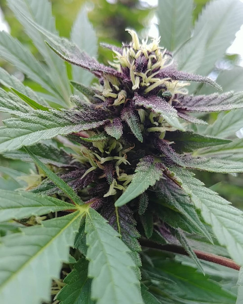 Buy Alaskan Purple Strain Seeds Now! Looking for Alaska Purple strain review? I49 Seed Bank offers Feminized purple Alaska seeds in Canada. 1-888-544-4949https://weed-seeds.ca/product/alaskan-purple-fem/