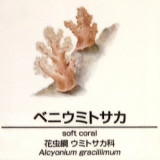 Alcyonium-gracillium