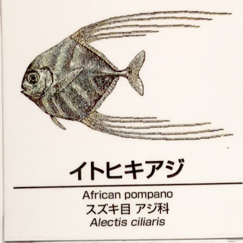 Alectis-ciliaris.jpg