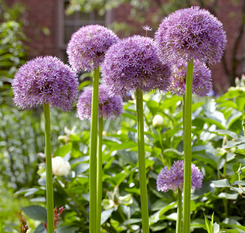 Allium47f10212455adb43.jpg