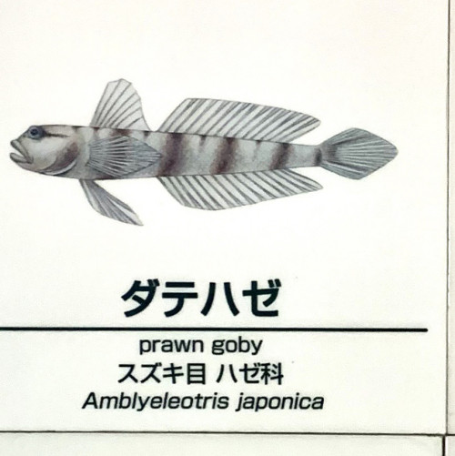 Amblyeleotris-japonica.jpg