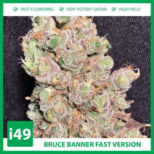 With the mostly Sativa genetics Auto Bruce Banner comes on fast with a mostly cerebral effect quickly allowing you to slip into a deep state.https://weed-seeds.ca/product/auto-bruce-banner-fem/