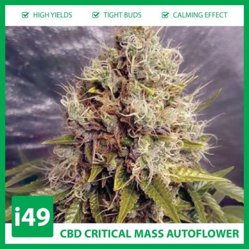 Weed Seeds Canada is a marijuana seeds store that provides cannabis seeds to hobby growers. We ship to your mailbox with an 80% germination guarantee.https://weed-seeds.ca/product/auto-cbd-critical-mass-fem/