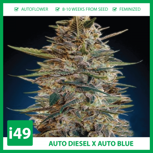 https://weed-seeds.ca/product/auto-diesel-x-auto-blue-feminized-seeds/	


Weed Seeds Canada is a marijuana seeds store that provides cannabis seeds to hobby growers. We ship to your mailbox with an 80% germination guarantee. Call 1-888-544-4949 for the best automatic pot seeds for sale online.