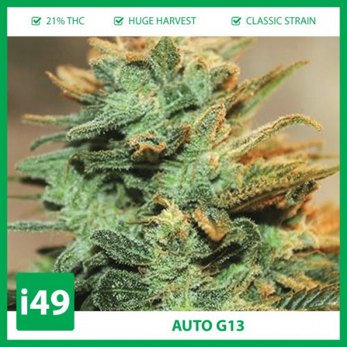 Auto G13 are popular among patients and doctors alike.https://weed-seeds.ca/product/auto-g13-fem/