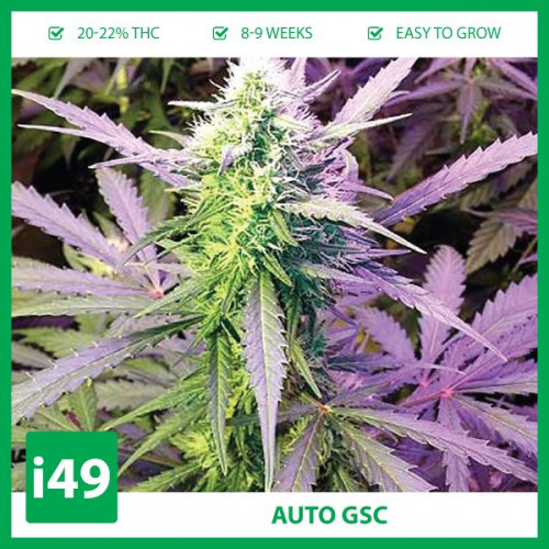 https://weed-seeds.ca/product/auto-girl-scout-cookies-fem/	

Weed Seeds Canada is a marijuana seeds store that provides cannabis seeds to hobby growers. We ship to your mailbox with an 80% germination guarantee. Call 1-888-544-4949 for the best automatic pot seeds for sale online.