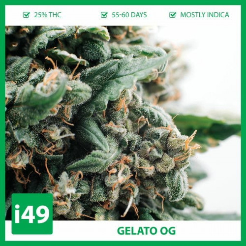 Weed Seeds Canada is a marijuana seeds store that provides cannabis seeds to hobby growers. We ship to your mailbox with an 80% germination guarantee.https://weed-seeds.ca/product/auto-gelato-fem/