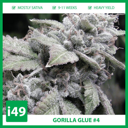 Auto-Gorilla-Glue-4-Fem-7.jpg