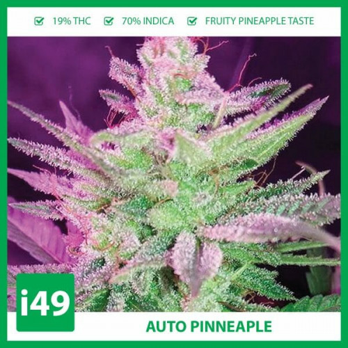 This Cannabis strain has a very pronounced aroma and flavor of sweet, ripe pineapples.https://weed-seeds.ca/product/auto-pineapple-fem/