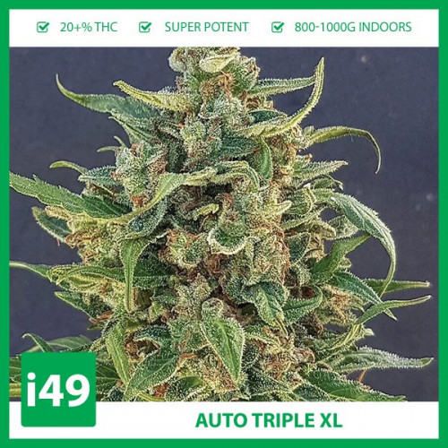 The taste has ripe berry and mixed fruit flavors. The effect is extremely potent and is quite surprising for an auto.https://weed-seeds.ca/product/auto-triple-xl-fem/