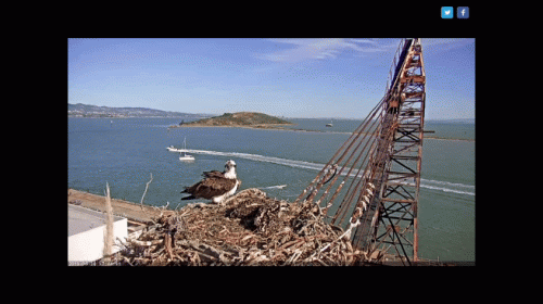 San Francisco Bay - Golden Gate Ospreys