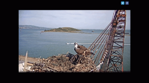 San Francisco Bay - Golden Gate Ospreys