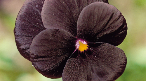 Black-Flowers-And-Foliage.png