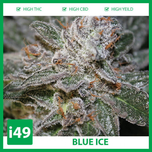 https://weed-seeds.ca/product/auto-blue-ice-fem/	

Weed Seeds Canada is a marijuana seeds store that provides cannabis seeds to hobby growers. We ship to your mailbox with an 80% germination guarantee. Call 1-888-544-4949 for the best automatic pot seeds for sale online.