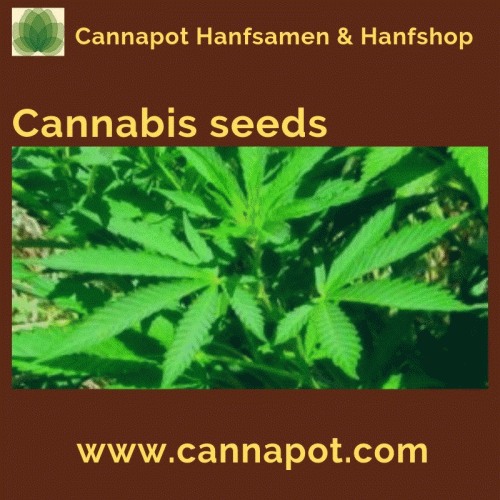 Rest assured that at the best cannabis seeds online shop, you will have premium quality cannabis delivered at your doorstep. You can order the best quality hemp seeds. In our online shop, you shall find multiple seeds right from different seed banks that include Brothers Grimm, Dutch Passion, DNA genetics, Karma Genetics, Sensi Seeds, Pheno Finder and more. For all your requirements, you can visit our link https://www.cannapot.com/shop/index.html?language=en