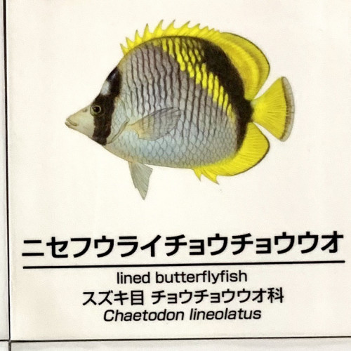 Chaetodon-lineolatus.jpg