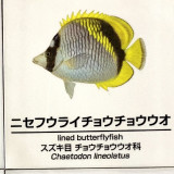 Chaetodon-lineolatus