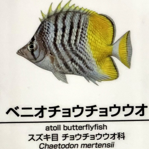 Chaetodon-mertensii.jpg