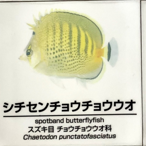 Chaetodon-punctofasciatus.jpg