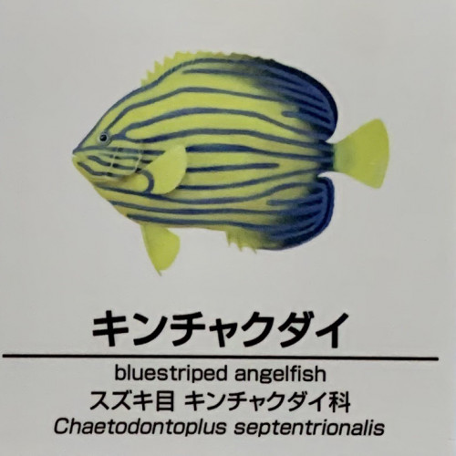 Chaetodontoplus-septentrionalis.jpg