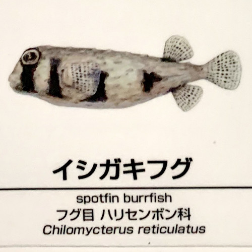 Chilomycterus-reticulatus.jpg