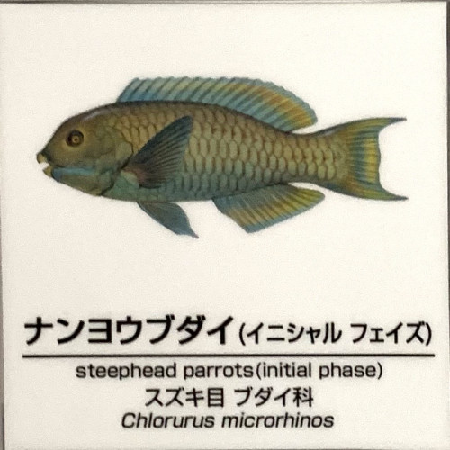 Chlorurus-microrhinos-IP.jpg