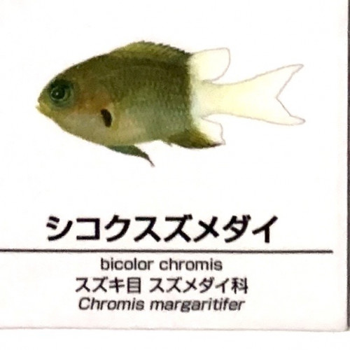 Chromis-margaritifer.jpg