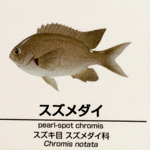 Chromis-notata.jpg