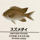 Chromis-notata