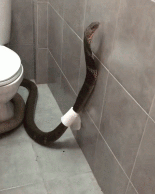 Cobra On Toilet