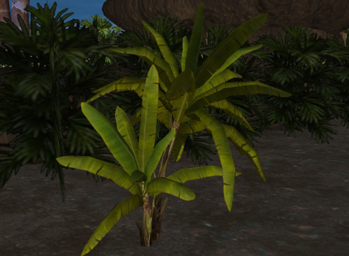 Coconut-trees-A5-1.jpg