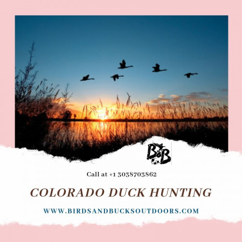 Duck hunting is a skill and an art that all relies upon the decision of hunting decoys. Your Colorado Duck Hunting experience incredibly relies upon the decision of decoys and how you spread it on the hunting area. If you need to be effective in duck hunting, then utilize single or little gatherings of geese near a flock of ducks.

https://www.birdsandbucksoutdoors.com/colorado-duck-hunting-club/